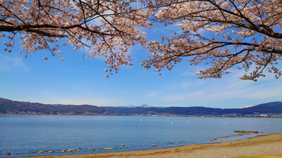 Lake Suwa and cherry blossoms